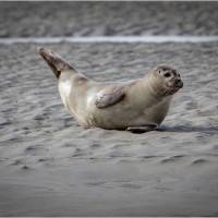 J'ai la banane de Jean-Jacques Monot