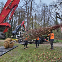 Plantation nouveau tilleul - 21 novembre 2025