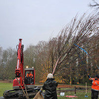 Plantation nouveau tilleul - 21 novembre 2025