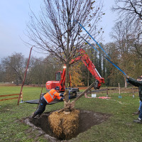 Plantation nouveau tilleul - 21 novembre 2025