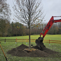 Plantation nouveau tilleul - 21 novembre 2025