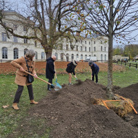 Plantation nouveau tilleul - 21 novembre 2025