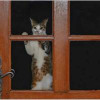 Jean-Claude Rabec, Chat