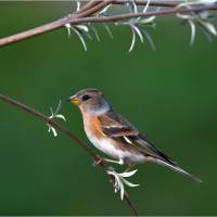 Le pinson, de Jean-Claude Rabec