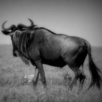 Catherine Rosado, Le gnou