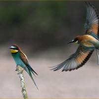 Guépiers d'Europe par Henri Stoffaes