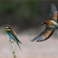 Les guêpiers, Henri Stoffaes