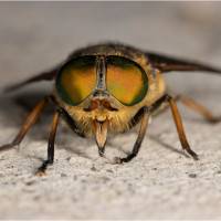 Les yeux de la mouche, de Alain Vauzanges