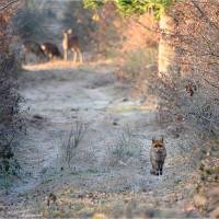 La belle rencontre, de Jean-Claude Vernet
