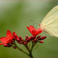 Le rouge et le jaune, de Jean-Claude Vernet