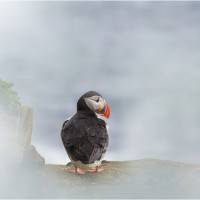 Macareux, de Jean-Marie Walter