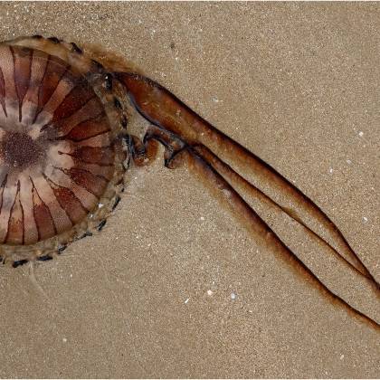 Méduse, Martine Cirefice