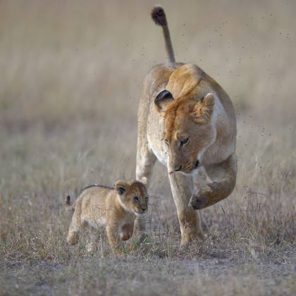 La lionne et le lionceau de André Laurent