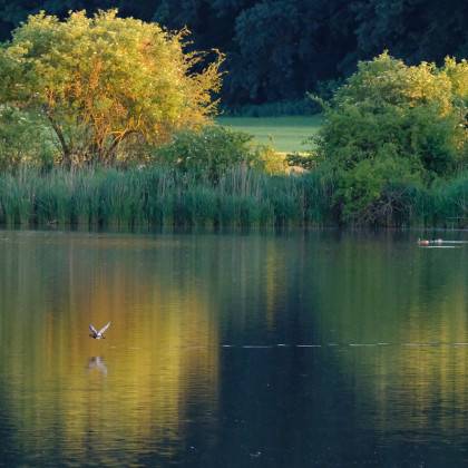 Olivier Autin, reflets sur l'étang