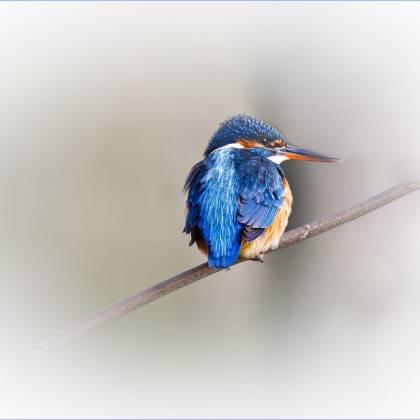 Martine de Marc Breton