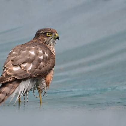 Aux aguets de Jean-Louis Garançon