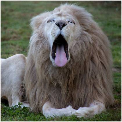 Grosse fatigue, de Clothilde Lanez