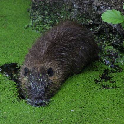 Concours photos JEP 2022 - Catégorie animaux - M. PISSARA
