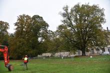 Tilleul - Parc de Grouchy 3