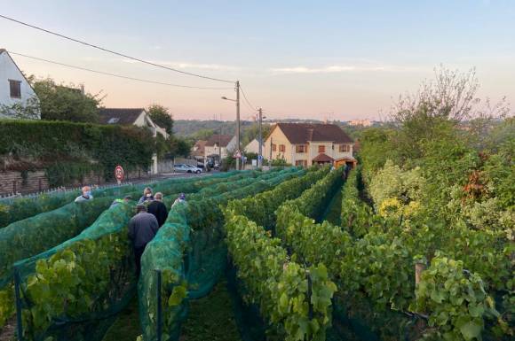 Vigne du Petit Robinson à Osny