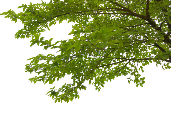 DEDD entretient nos arbres