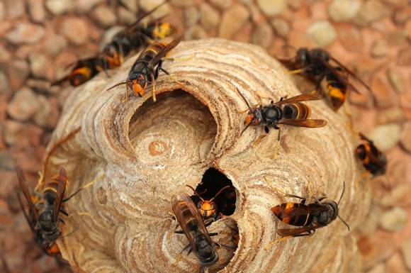 Frelon asiatique - Nid